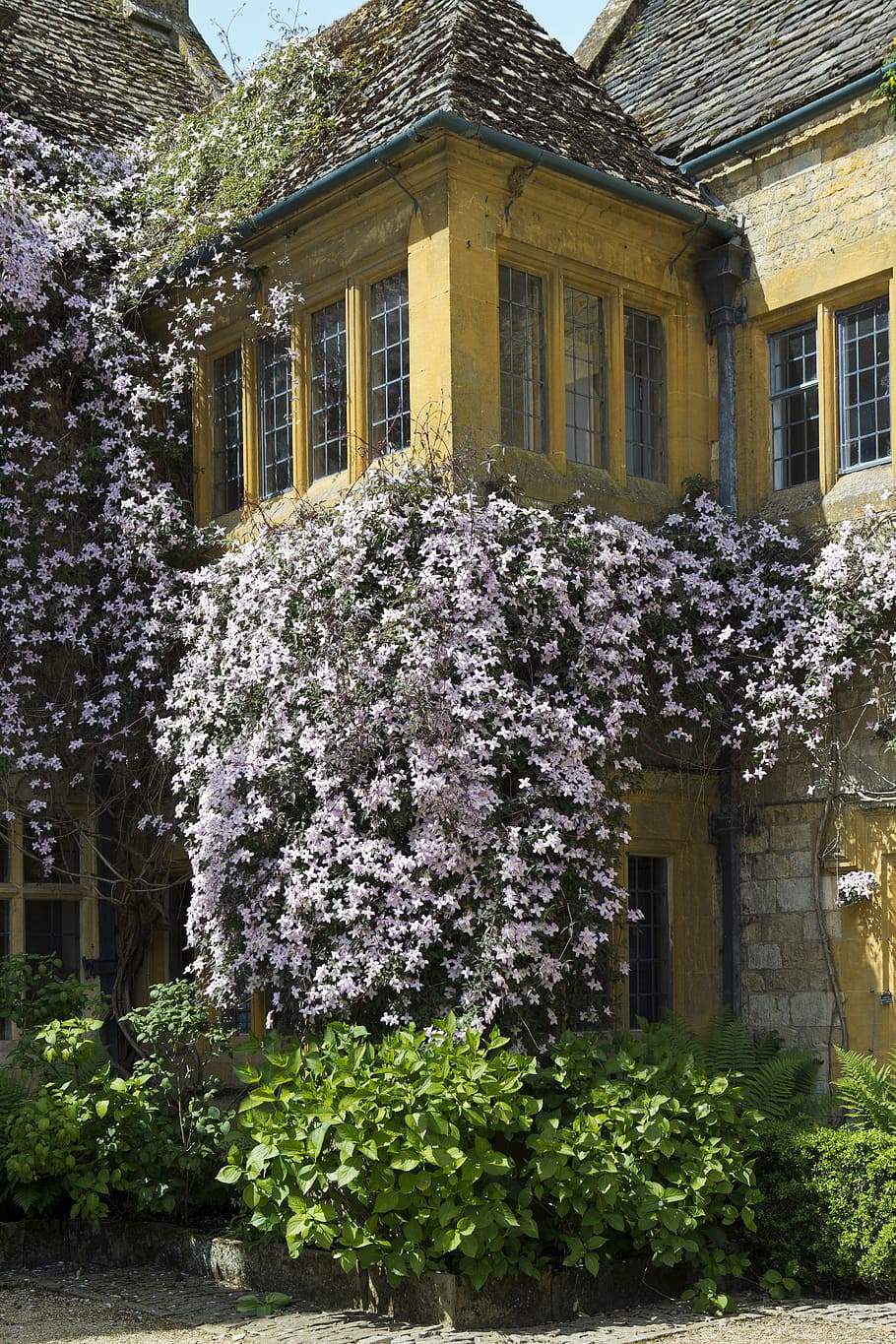 hidcote manor, architecture, arts and crafts, limestone, ashlar, walling, slate roof, clematis, house, window