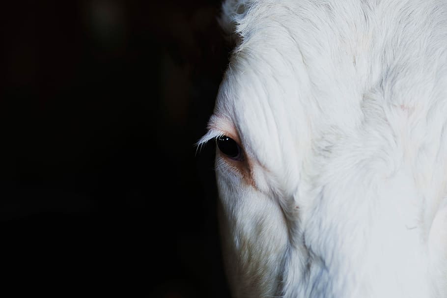 close, white, horse right eye, close up, white horse, eye, animal, farm, mammal, livestock