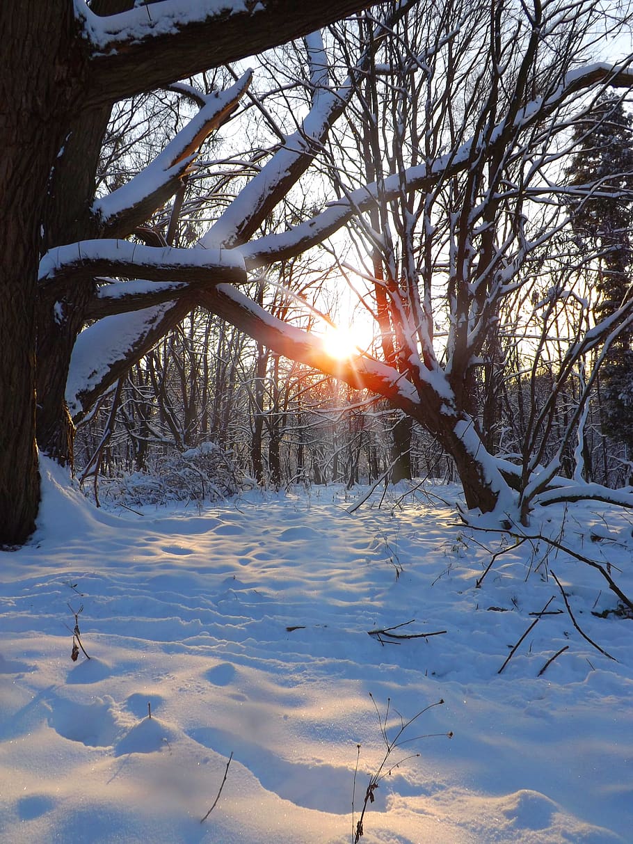 winter, sunset, snow, forest, landscape, cold temperature, tree, plant, tranquility, beauty in nature