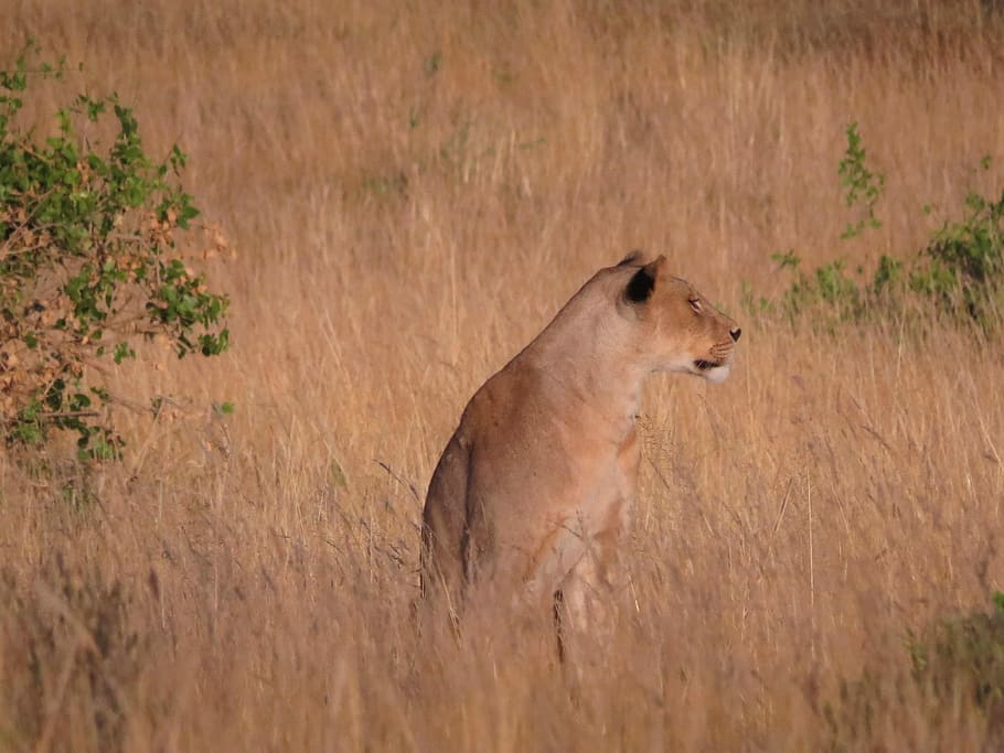 Lioness, Kenya, Wildlife, Africa, Nature, animal, wild, safari, cat, african