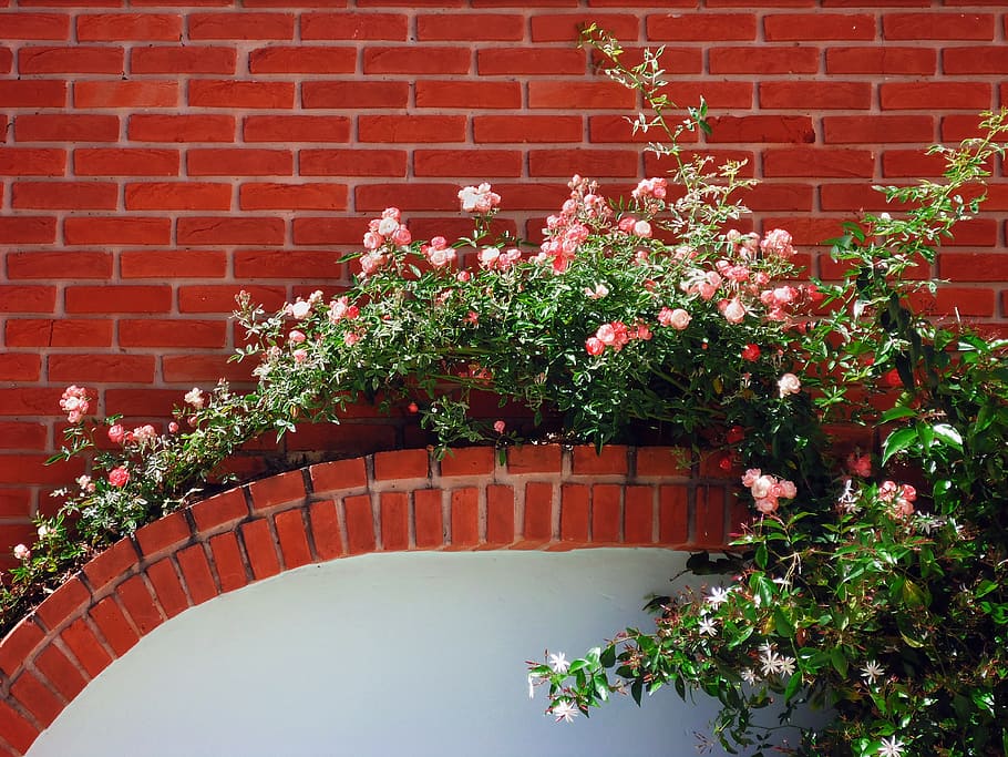 Flores, ladrillos, rosas, ramo, enredadera, pared, ninguna persona, estructura construida, flor, al aire libre
