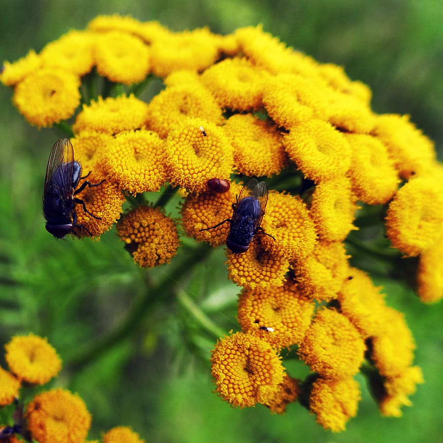 tansy, flowers, fly, heilpfanze, faerbepflanze, tubular flowers, flower basket, tanacetum vulgare, worm herbal, yellow