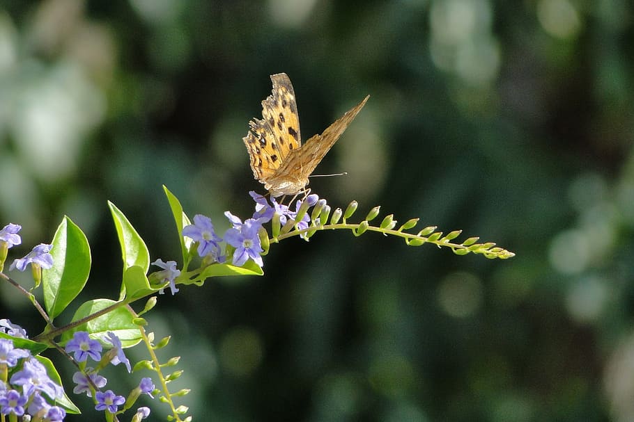 quentin chong, butterfly, golden dew flower, plant, animal themes, insect, flower, animal, flowering plant, beauty in nature