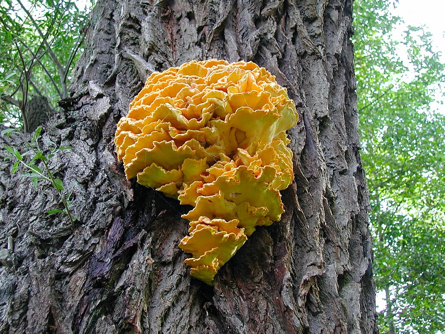 tree fungus, mushroom, tree, nature, forest, log, plant, tree trunk, growth, trunk