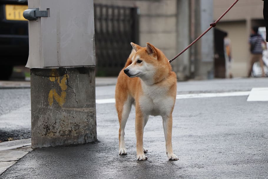 shiba inu, perro, mascota, pura raza, lindo, japón, domesticado, 犬 科, adorable, caminar