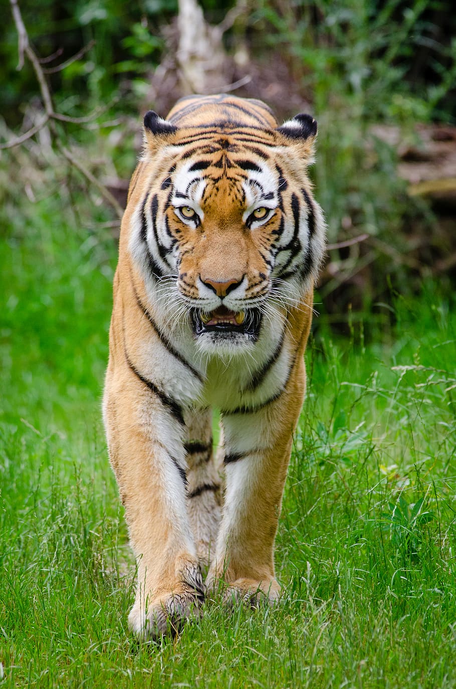 Siberian Tiger, adult tiger during daytime, animal themes, animal, animal wildlife, one animal, mammal, animals in the wild, big cat, tiger