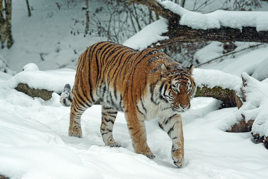 foto, tigre, nieve, amurtiger, depredador, gato, carnívoros, peligroso, siberiano, invierno