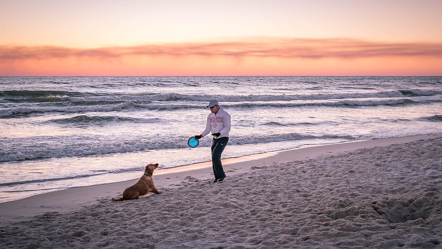 Beach, Buddies, man, holding, frisbee, disc, golden, retriever, sea, sunset
