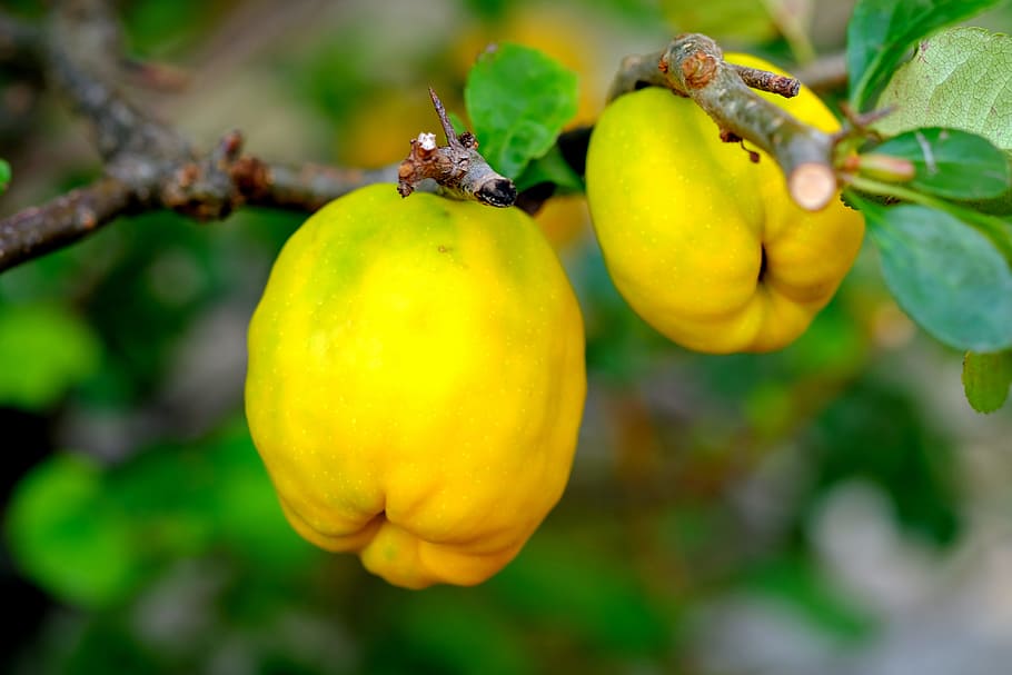 two, yellow, fruits, tree branch, ornamental quince, fruit, bush, nature, garden, plant
