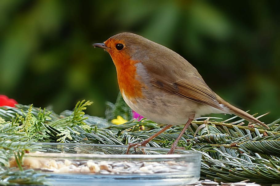 bird, glass plate, nature, animal, songbird, robin, erithacus rubecula, hunger, meal, grains feed