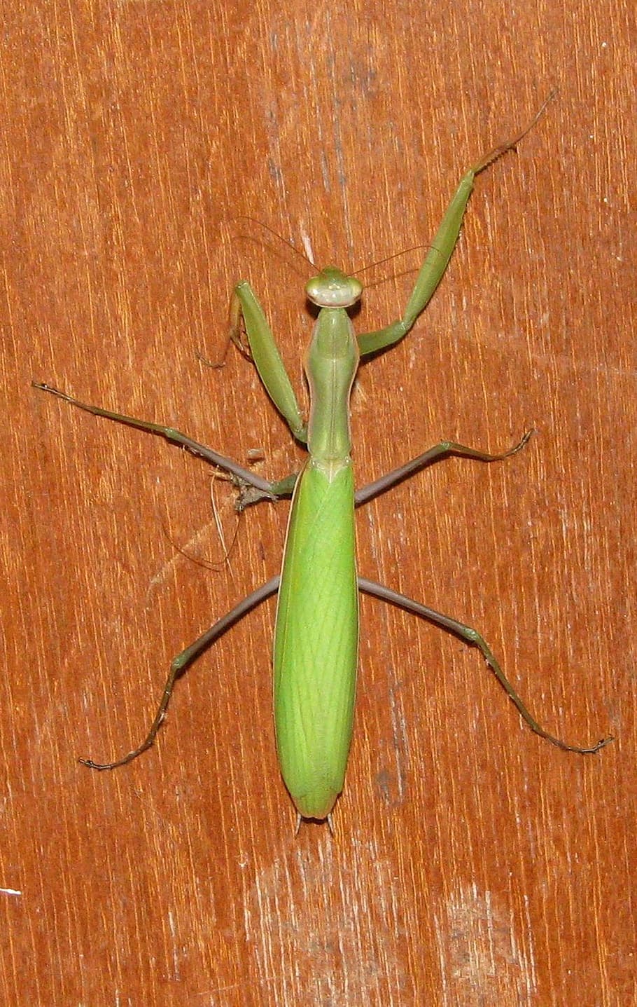 praying mantis, european mantis, common mantis, mantis religiosa, moneymore, ontario, canada, green color, wood - material, animal themes