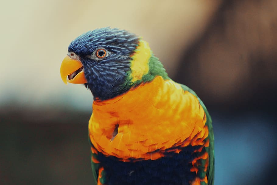 lorikeet, parrot, colorful, lori, blue, red, colourful, bird, yellow, plumage