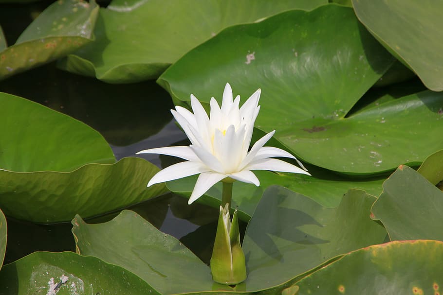 Песня на озере лилия цветет. Лилии в море Сочи. LYS de mer Sea Lily. Lily Lake.