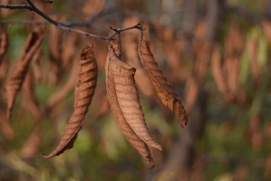 leaf, autumn, brown, fall, dried leaves, autumn woods, nature, foliage, tree, texture leaves