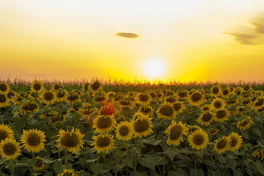 sunflower field photography, golden, hour, sunflower, sunset, dramatic sky, field, flower, sky, nature