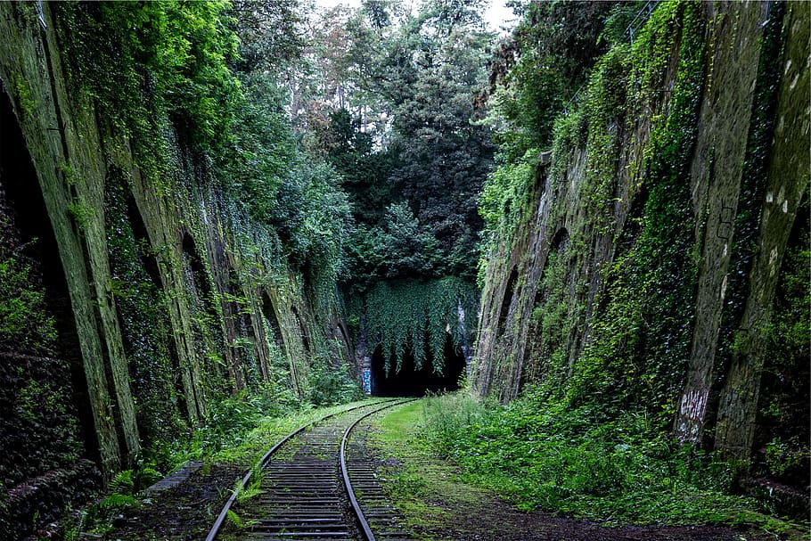 railroad, railway, train tracks, transportation, green, moss, plants, trees, vines, tree