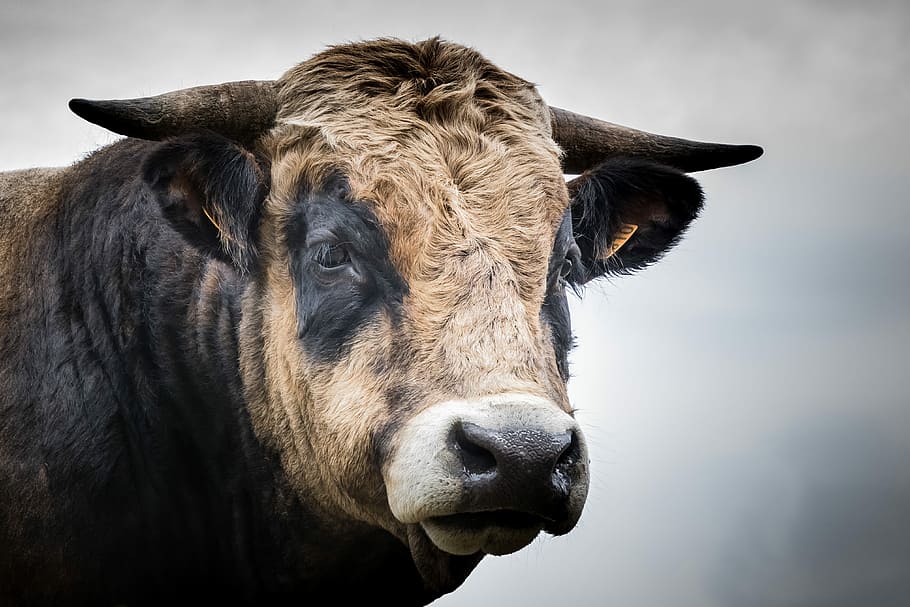 selective, focus photography, brown, cattle, animal, mammal, livestock, bull, aubrac, animal themes