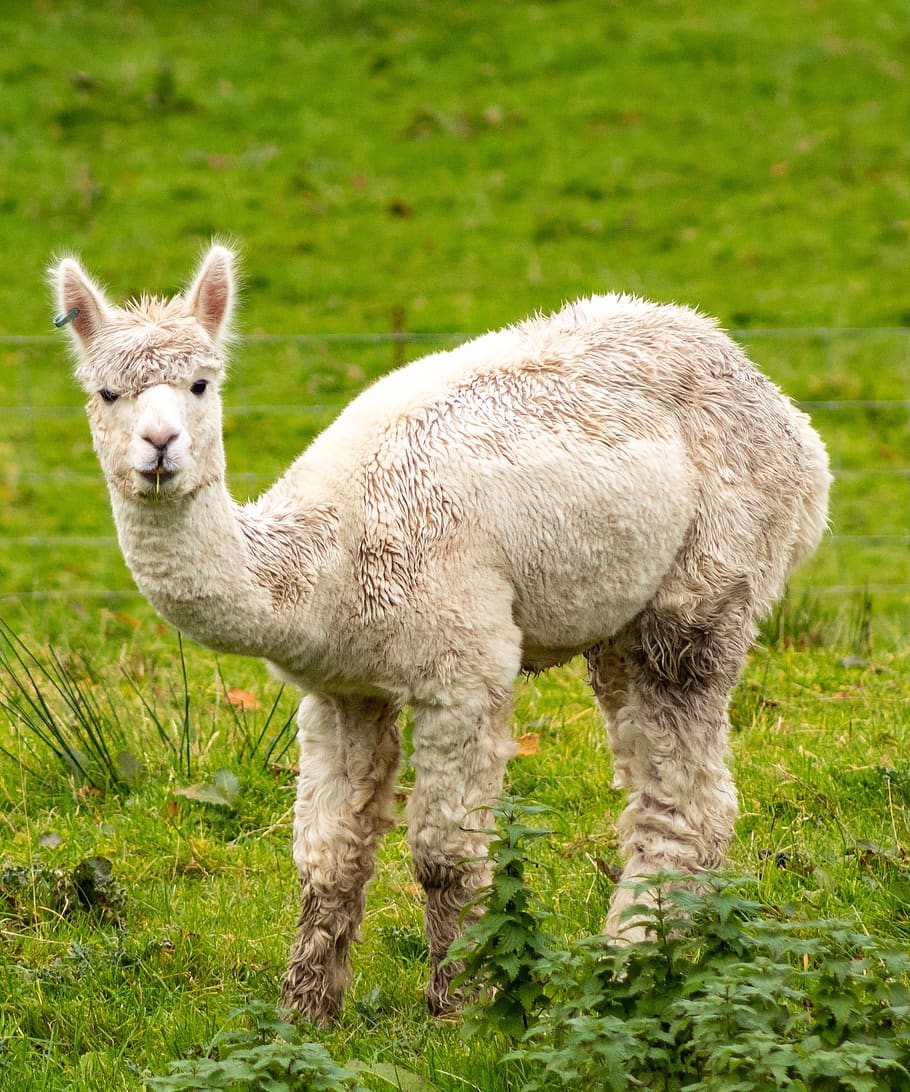 alpaca, white, cute, animal, herbivore, curious, livestock, animal themes, mammal, grass