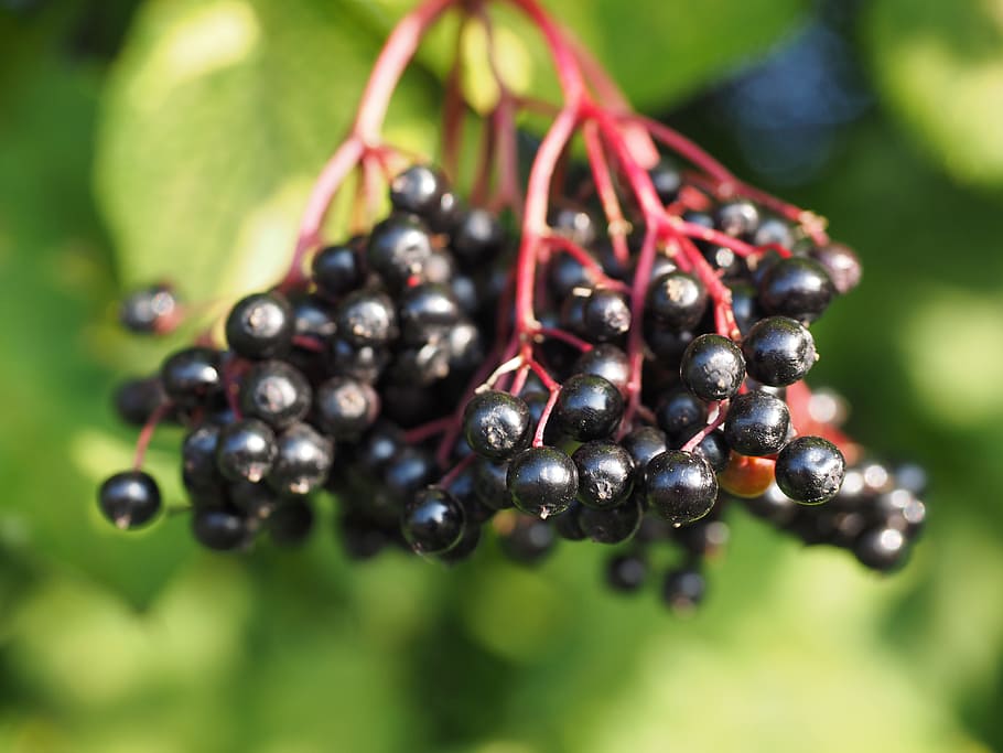 bulat, hitam, dangkal, pemotretan fokus, Penatua, Berry, Buah-buahan, elderberry hitam, sambucus nigra, pemegang
