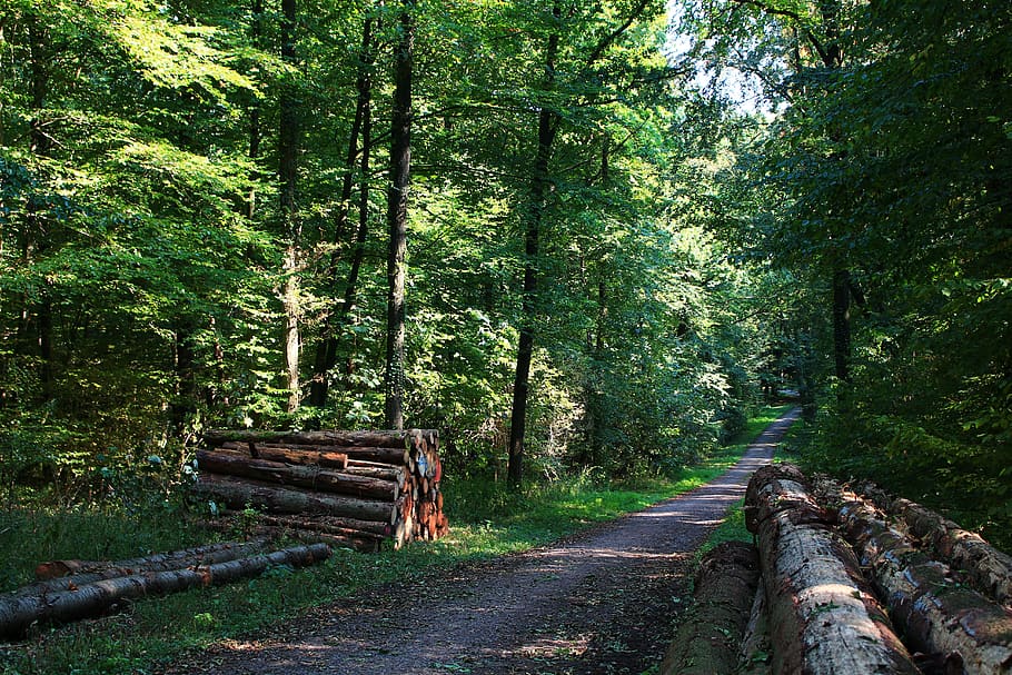jalur hutan, jalan-jalan, jauh, Hiking, berjalan-jalan, jejak alam, kayu, pohon seperti, pemulihan, langit