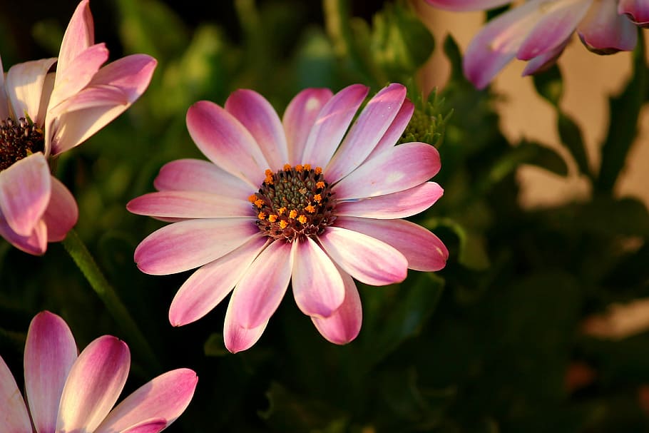 closeup, pink, petaled flower, bornholm marguerite, osteospermum ecklonis, plant, flower, violet, cape basket, bloom