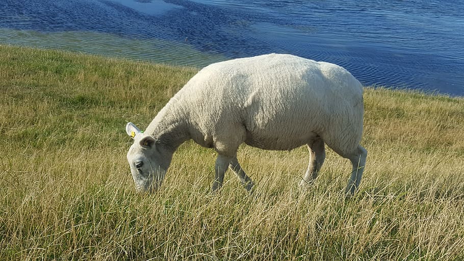 sheep, north sea, grass, water, dike, meadow, agriculture, nordfriesland, idyll, nature