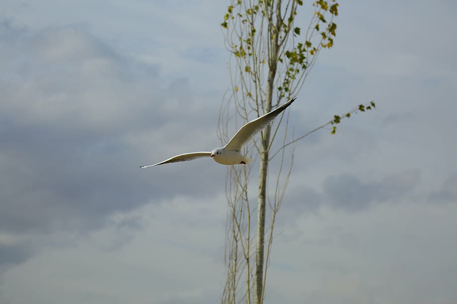 white, bird, flying, tree, daytime, seagull, near, branch, animal, nature
