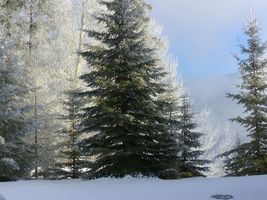 Tree, Fir, Hoarfrost, White Frost, Rime, frost, winter, ice cold, frozen, nature