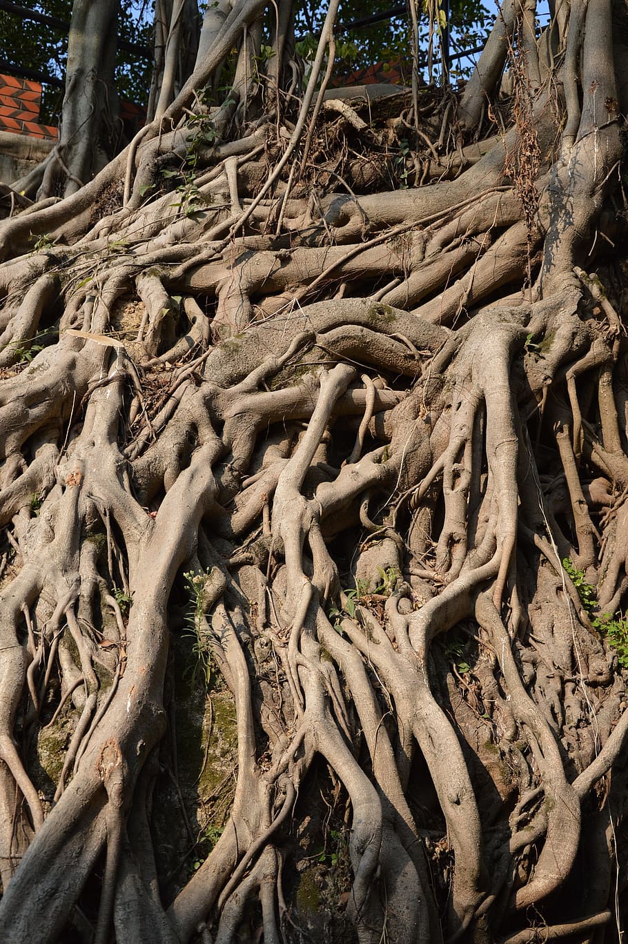 Roots, Trees, Banyan, Ficus, Woods, woody, wooden, growth, growing, large