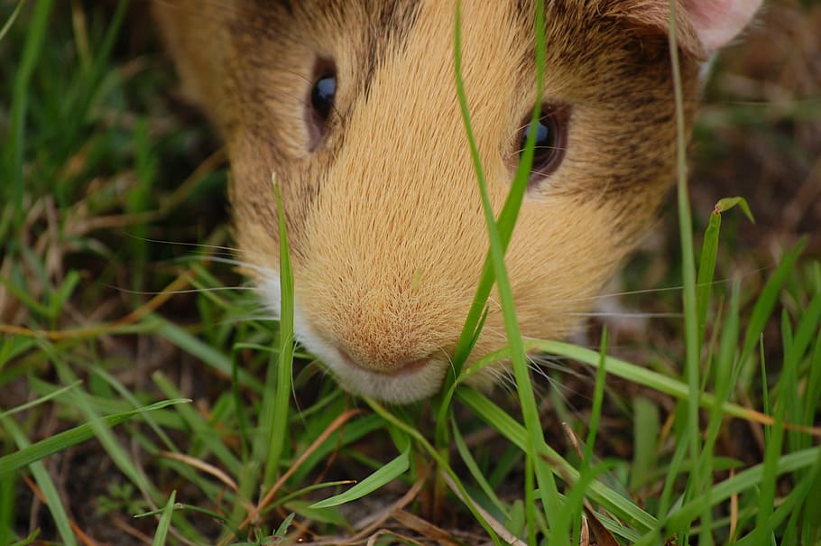 guinea pig, cavy, pet, guinea, rodent, mammal, whiskers, animal, animal themes, one animal