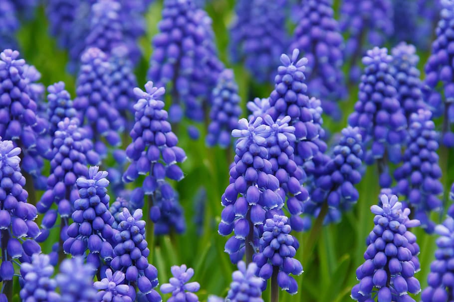 close, photograph, purple, flower field, hyacinth, muscari, grape hyacinth, flowers, bed, bloom
