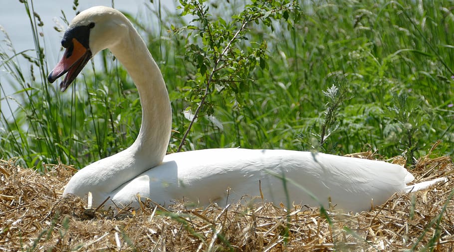 swan, breed, swan's nest, nature, waterfowl, animal themes, bird, animal, animals in the wild, animal wildlife