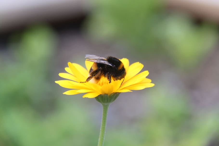 bumblebee, insect, flower, summer, pollinatör, animals, insects, pollination, garden, animal life