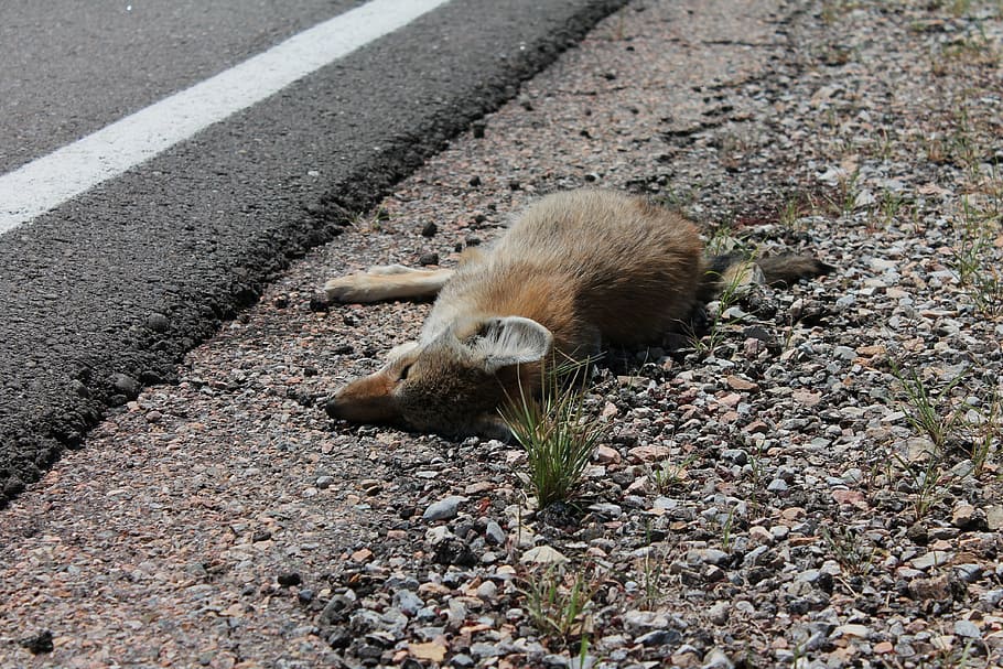 dead, fox, killed, roadkill, animal crossing, caution, road safety, fatality, shrinking wildlife habitat, population decline