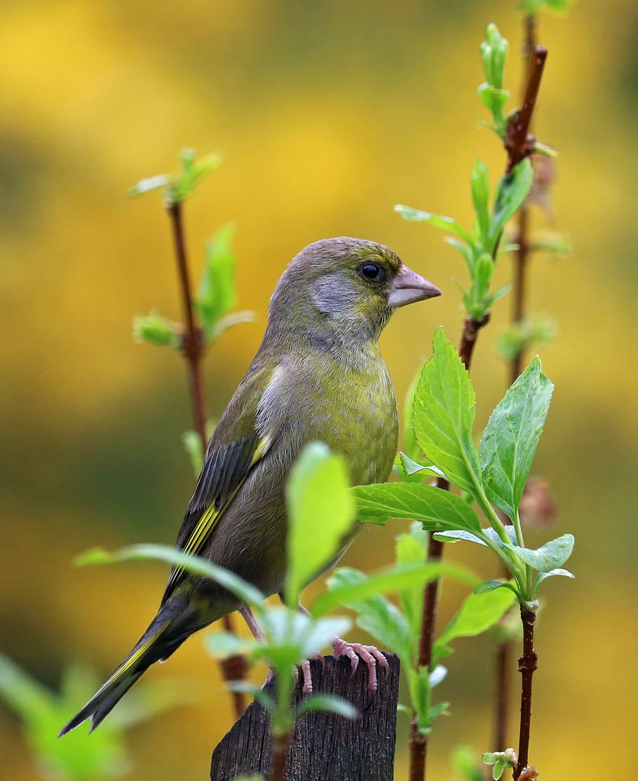 greenfinch, song bird, garden bird, bird, colours, colourful, feathers, finch, green, nature