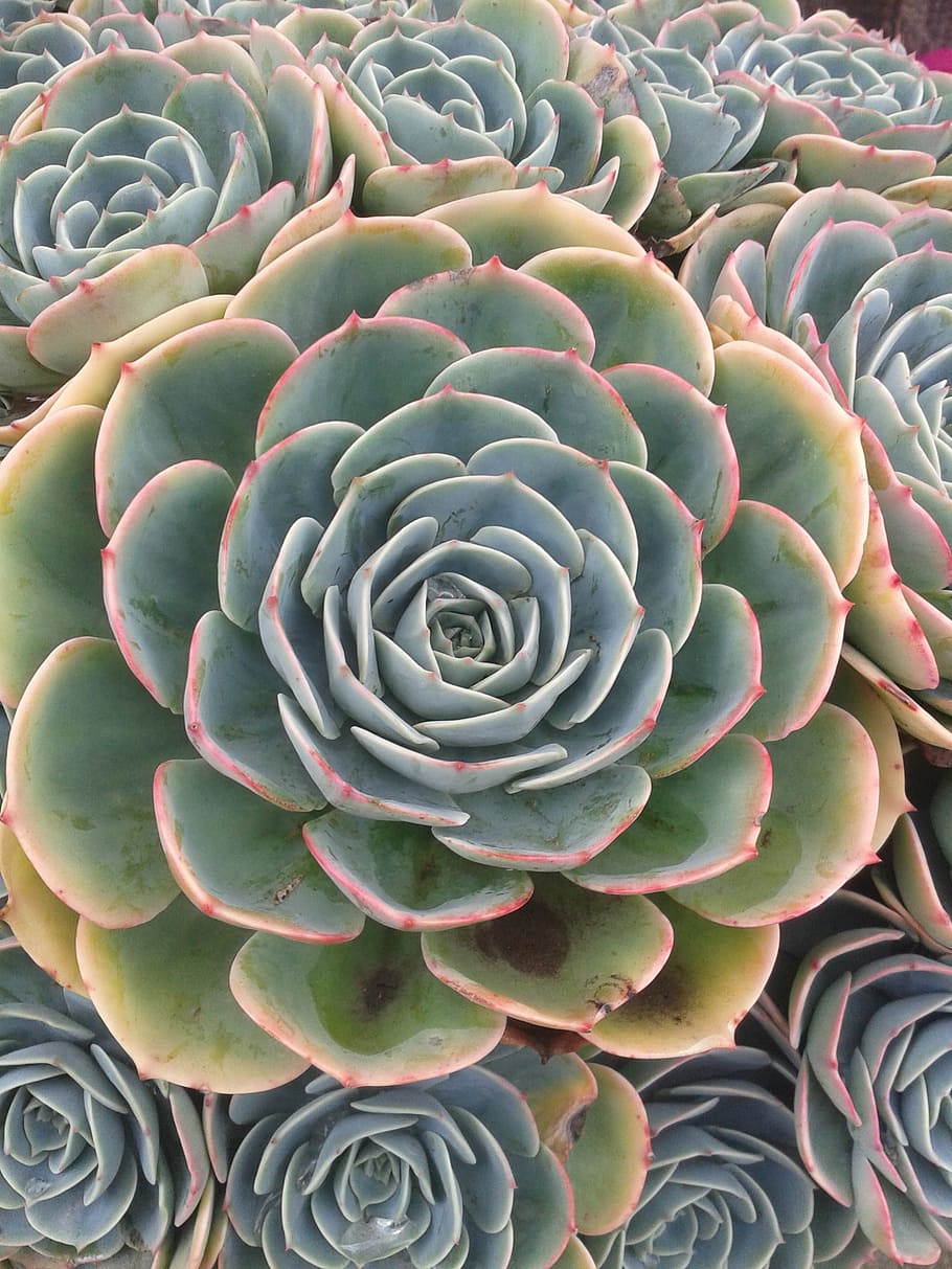 succulent, plant, green, plant green, garden, beauty in nature, succulent plant, full frame, close-up, natural pattern