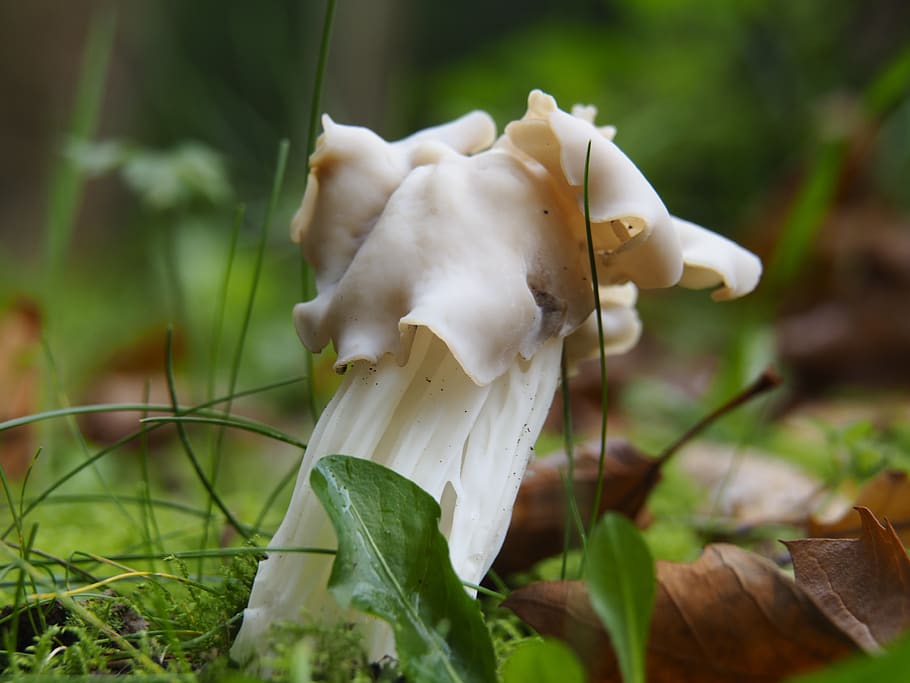 nature, autumn, forest, mushroom, kluifzwam, white, october, plant, close-up, growth