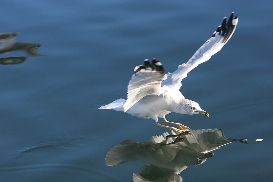 seagull, bird, wings, flying, water, reflection, beak, animal wildlife, animals in the wild, animal
