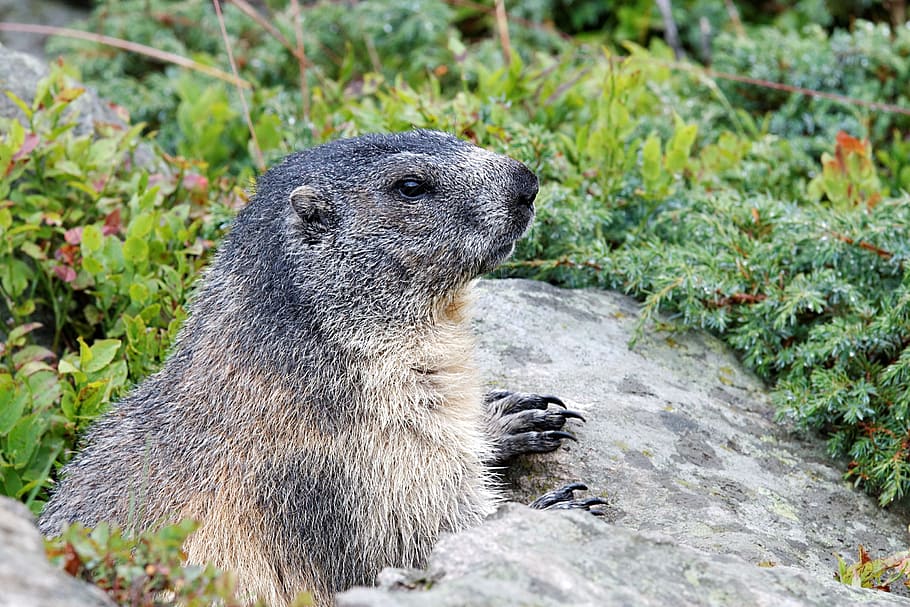 marmots, aletsch glacier, valais, jungfrau region, switzerland, animal wildlife, animal themes, animal, one animal, animals in the wild