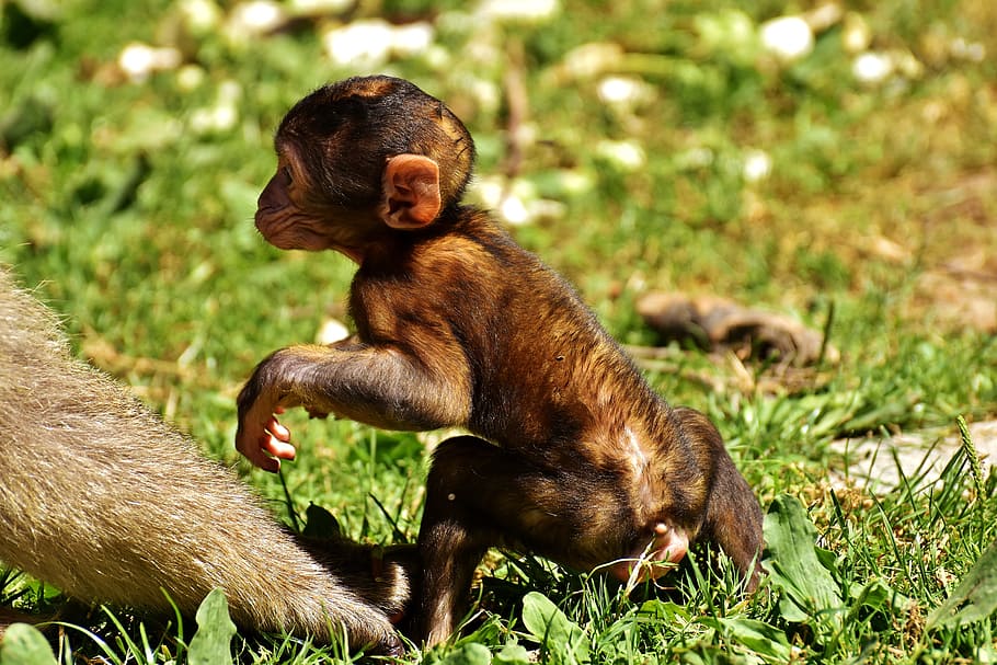 Baby Monkey, Barbary Ape, mono, especies en peligro de extinción, mono montaña salem, animal, animal salvaje, zoológico, fauna silvestre, hierba