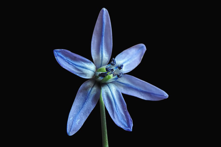 asterisco azul, flor, primavera, beleza na natureza, close-up, planta de florescência, frescura, planta, tiro do estúdio, pétala