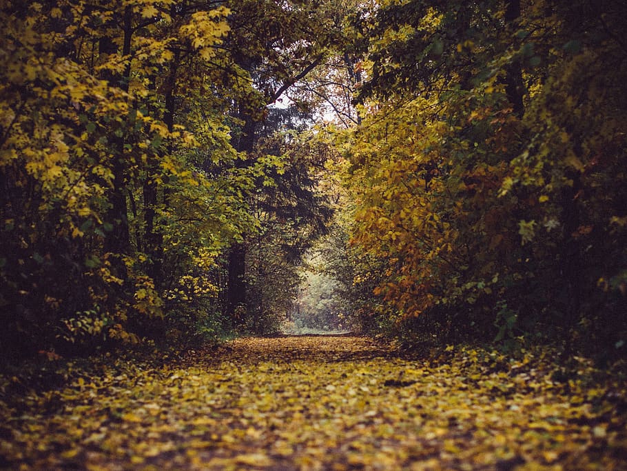 park, forest, woods, trees, leaves, branches, autumn, fall, nature, path