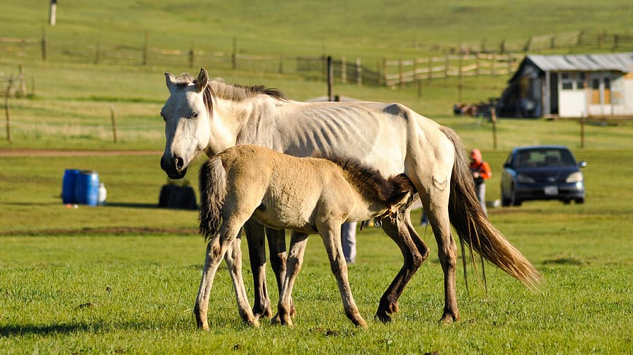 子馬, 馬, 給餌, ミルク, 母乳, 緑, 朝, モンゴル, 自然, 動物