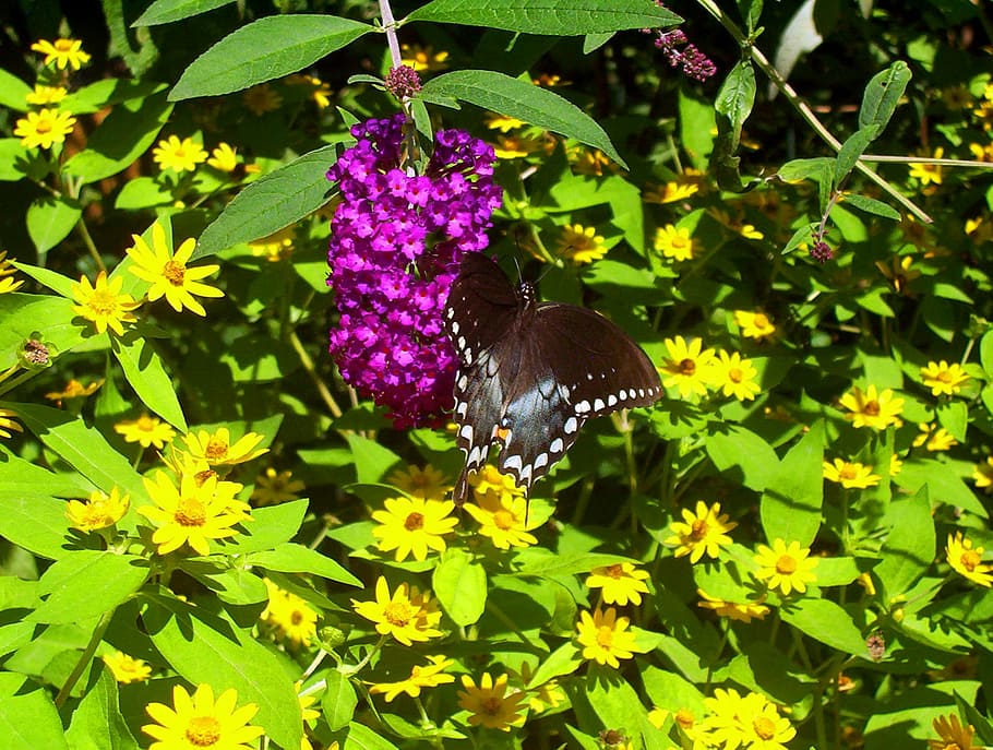 Butterfly, Insect, Black, White, black, white, spots, pink, yellow, flowers, summer
