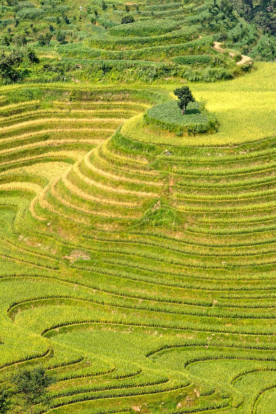 Rice, Plantation, Plantations, rice plantations, rice fields, asia, landscape, field, agriculture, nature