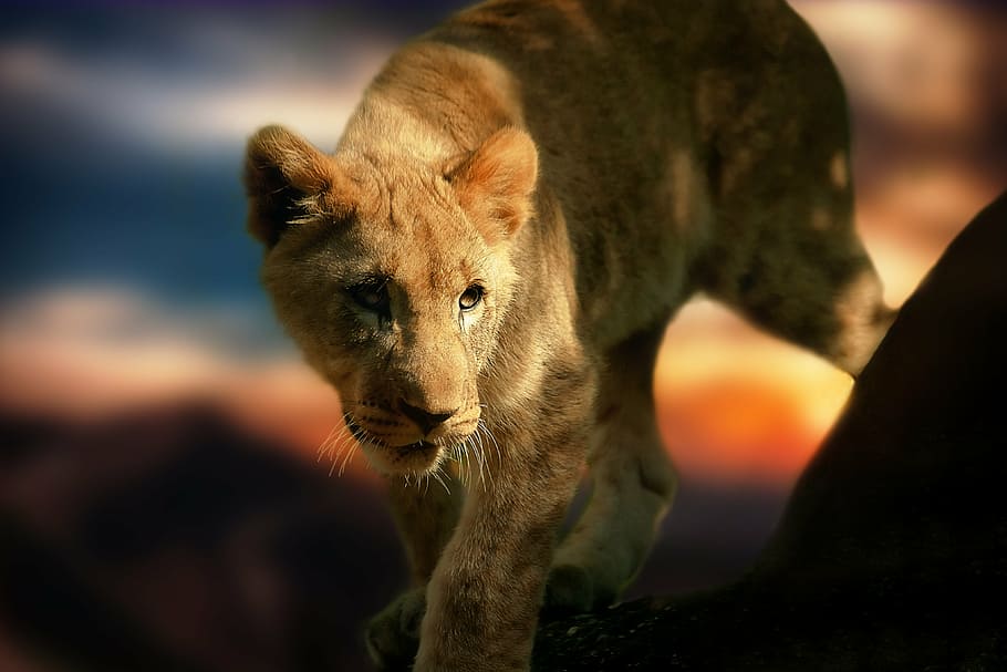 selective, focus photo, yellowtiger cub, lion cub, lion, africa, animal, wild animal, mammal, south africa