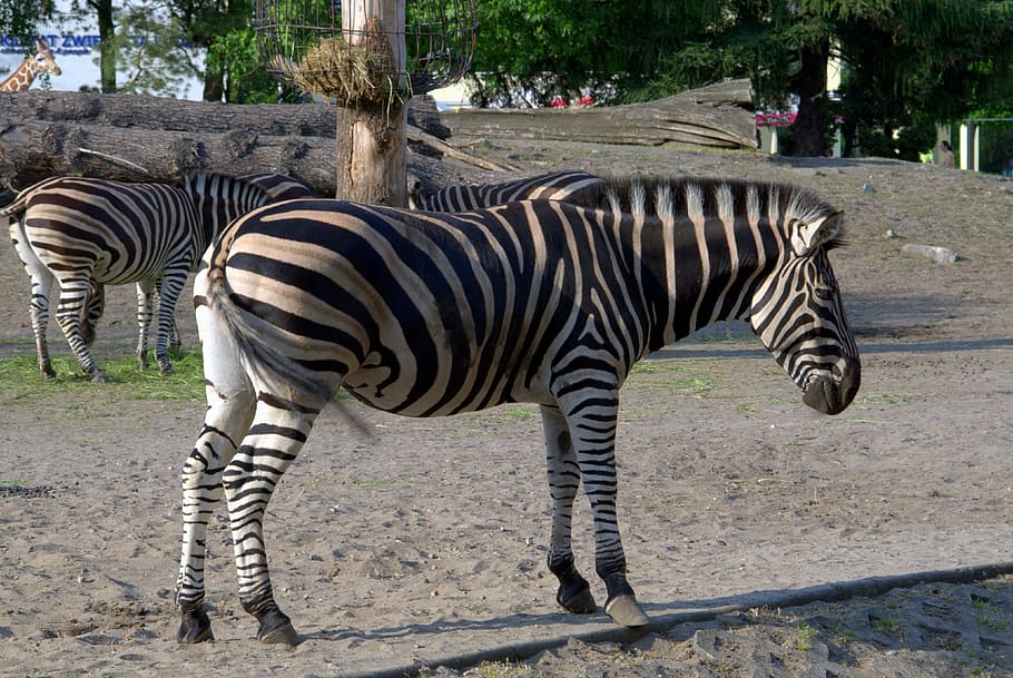 zebra, hewan, afrika, safari, kebun binatang, mamalia, fauna, hewan liar, alam, sabuk pengaman