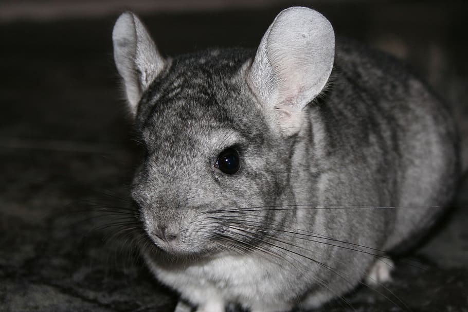 Fotografía en escala de grises, roten, chinchilla, mascota, roedor, animal, mamífero, lindo, un animal, primer plano