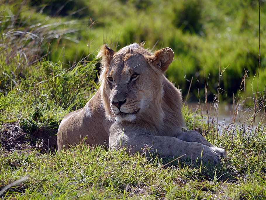 kenya, lion, leo, mara, lion - Feline, wildlife, africa, safari Animals, carnivore, undomesticated Cat