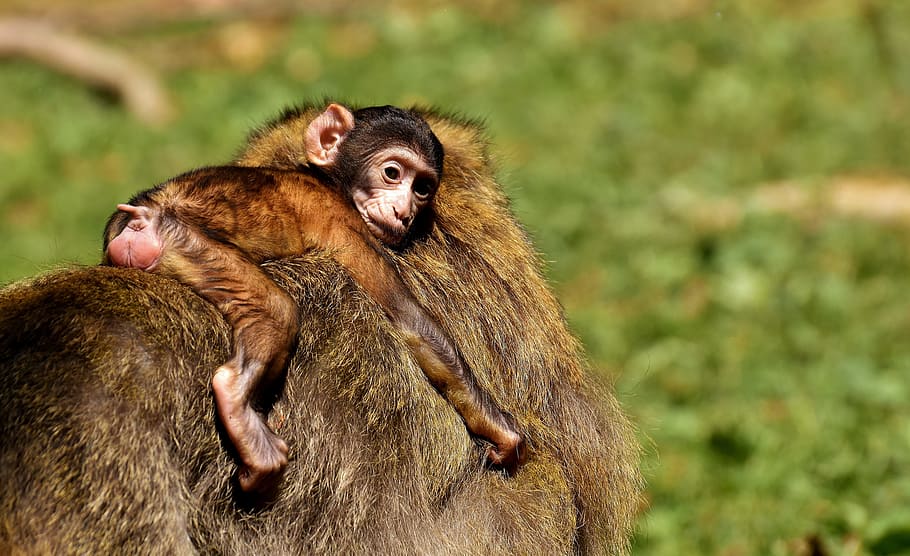 선택적, 사진, 침팬지, 원숭이, 아기 원숭이, 바바리 원숭이, 멸종 위기 종, 원숭이 산 살렘, 동물, 야생 동물